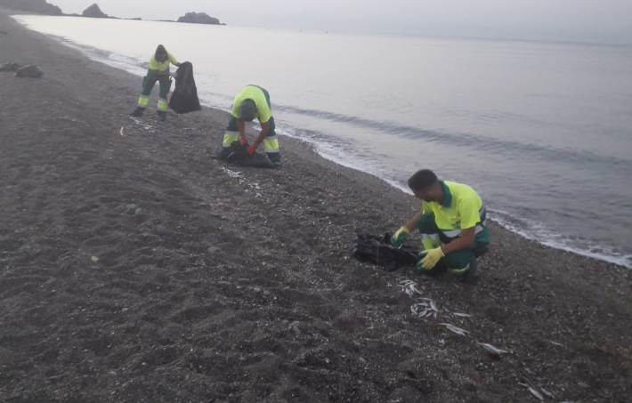 Operarios de limpieza de Almuñécar retiran casi 300 kilos de peces muertos de la playa San Cristóbal